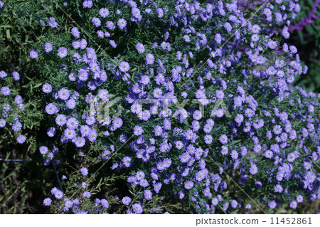 又稱孔雀紫菀孔雀。 11452861