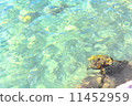 可愛的烏龜/夏威夷可愛的海龜在夏威夷島的海（Timeri） 11452959