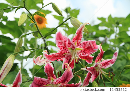 百合花蔓藤花紋 百合花蔓藤花紋 11453212