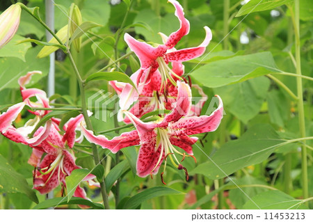 百合花蔓藤花紋 百合花蔓藤花紋 11453213