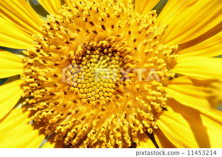 向日葵 向日葵 11453214