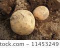 potato  11453249