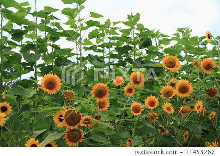 Sunflower flowers 11453267