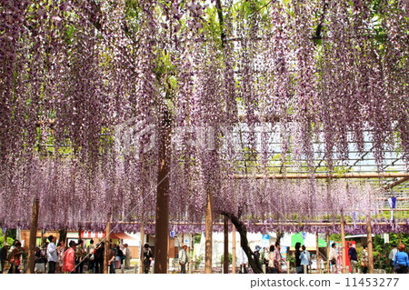 Fujihana Fujihana 11453277