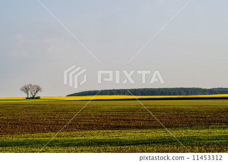 Fields in morning light 11453312