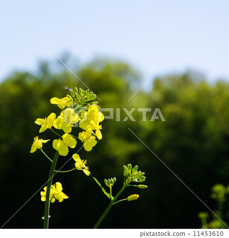 Rape seed flower 11453610