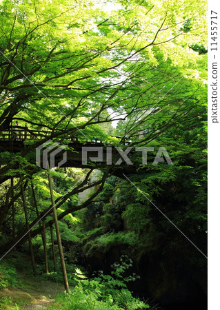 山中溫泉起重機隧道 11455717