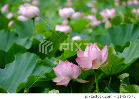 Oga蓮花 Oga蓮花 11457575