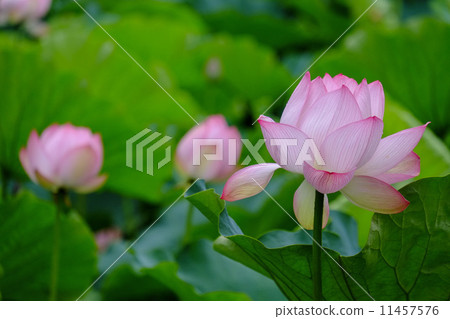 Oga蓮花 Oga蓮花 11457576