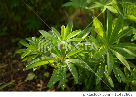 Plant 11482602