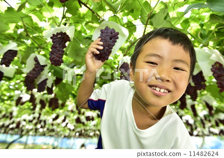 Grape picking Grape picking 11482624