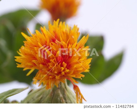 Safflower 11482784