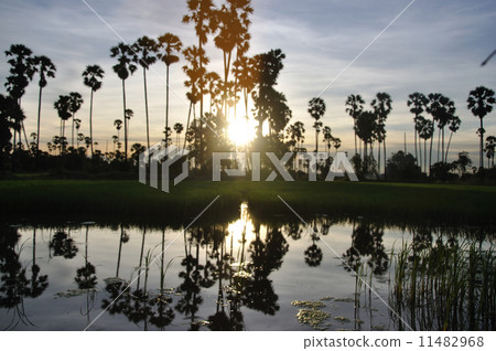 Sugar palm and rice filed at sunset 11482968