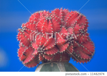 Cactus Cactus 11482974