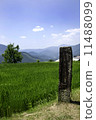Maruyama Senjita 11488099