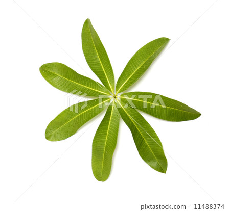 Alstonia scholaris Leaf 11488374