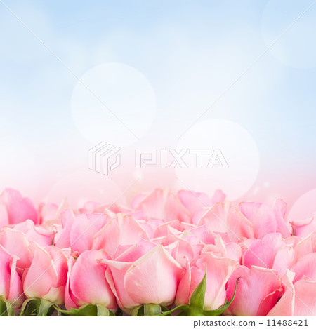 border of  pink garden roses 11488421