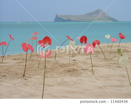 Romantic sandy beach of Hawaii Romantic sandy beach of Hawaii 11488436