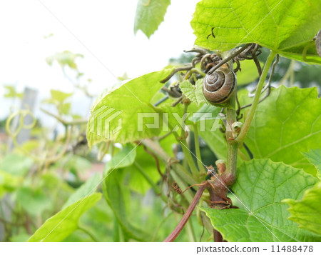 snails snails 11488478