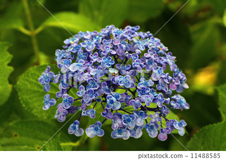  hydrangea 11488585