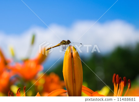 蜻蜓和百合花 蜻蜓和百合花 11488681