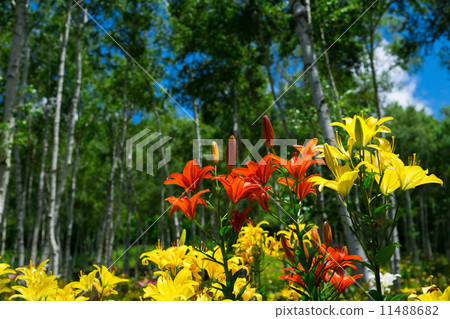 尤里和白樺 11488682