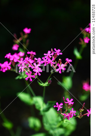 Musi Trinadesico花 11488728