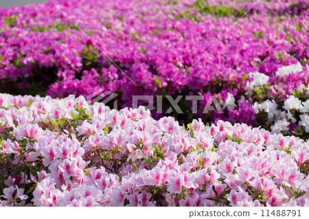 Azalea pink and white in full bloom 11488791