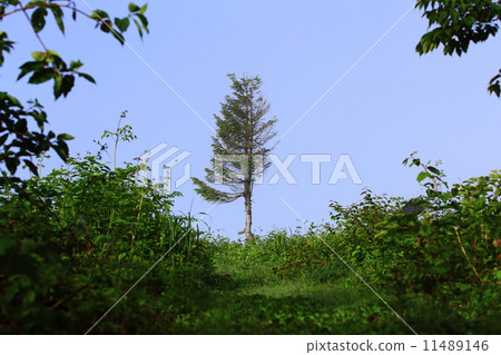 One tree standing on the summit One tree standing on the summit 11489146