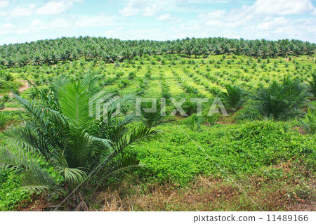 Oil palm plantation Oil palm plantation 11489166
