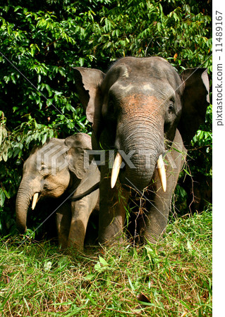 Borneo pygmy elephants Borneo pygmy elephants 11489167