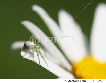 Spider on daisy petals Spider on daisy petals 11489259