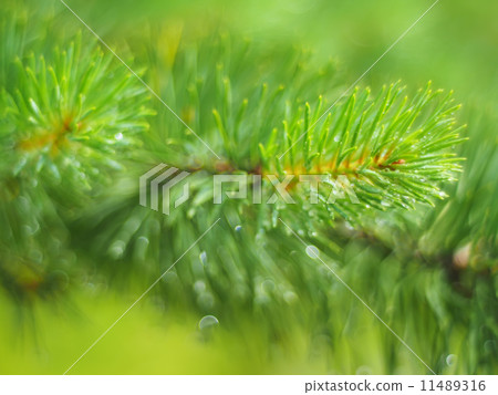 water droplets on the pine 11489316