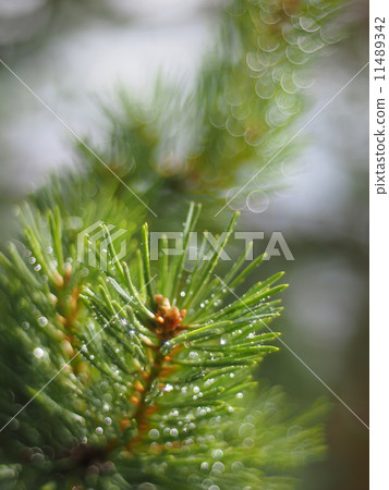 water droplets on the pine water droplets on the pine 11489342