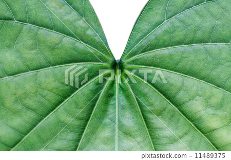 Close up of snowy orchid leaf 11489375