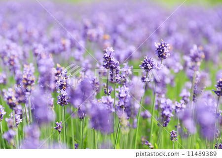 lavender lavender 11489389