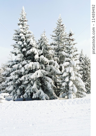 snowbound fir trees in area Via Lattea, Italy 11489492