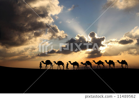 evening scene, camel, tour 11489562