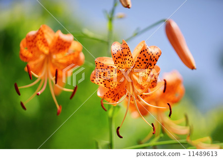 Oni lily Oni lily 11489613