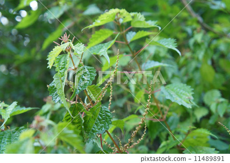 Core oak, Aomis, Nagabayabumao 11489891