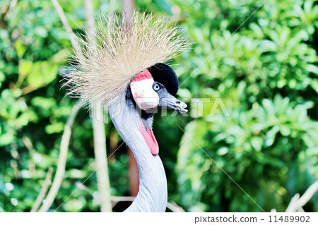 White-crowned crane White-crowned crane 11489902