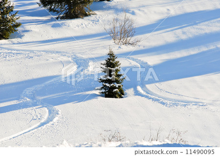 skiing tracks around fir tree on snow slope 11490095