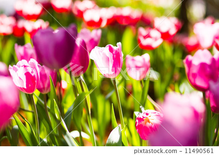 Beautiful tulips field in spring time Beautiful tulips field in spring time 11490561