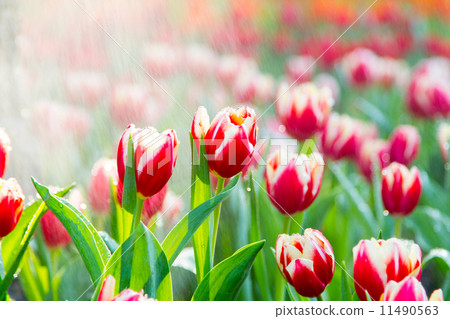 Red tulips in spring water Red tulips in spring water 11490563