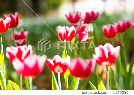Red tulips in spring water Red tulips in spring water 11490564