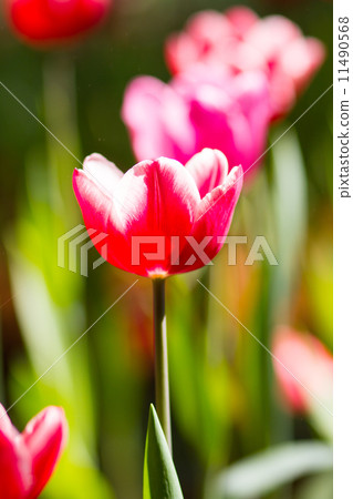 Beautiful tulips Beautiful tulips 11490568