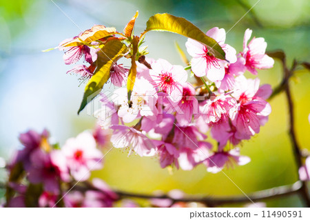 Cherry Blossom Cherry Blossom 11490591