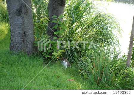 貓在湖中 11490593