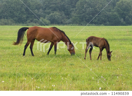 Horse with her foal 11490839