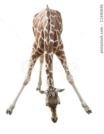Giraffe 11490846